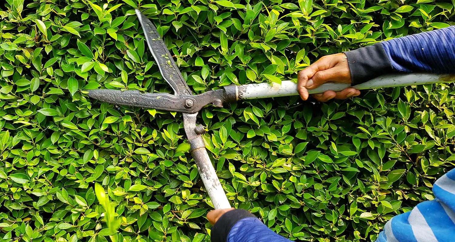 Hedge and Shrub Trimming