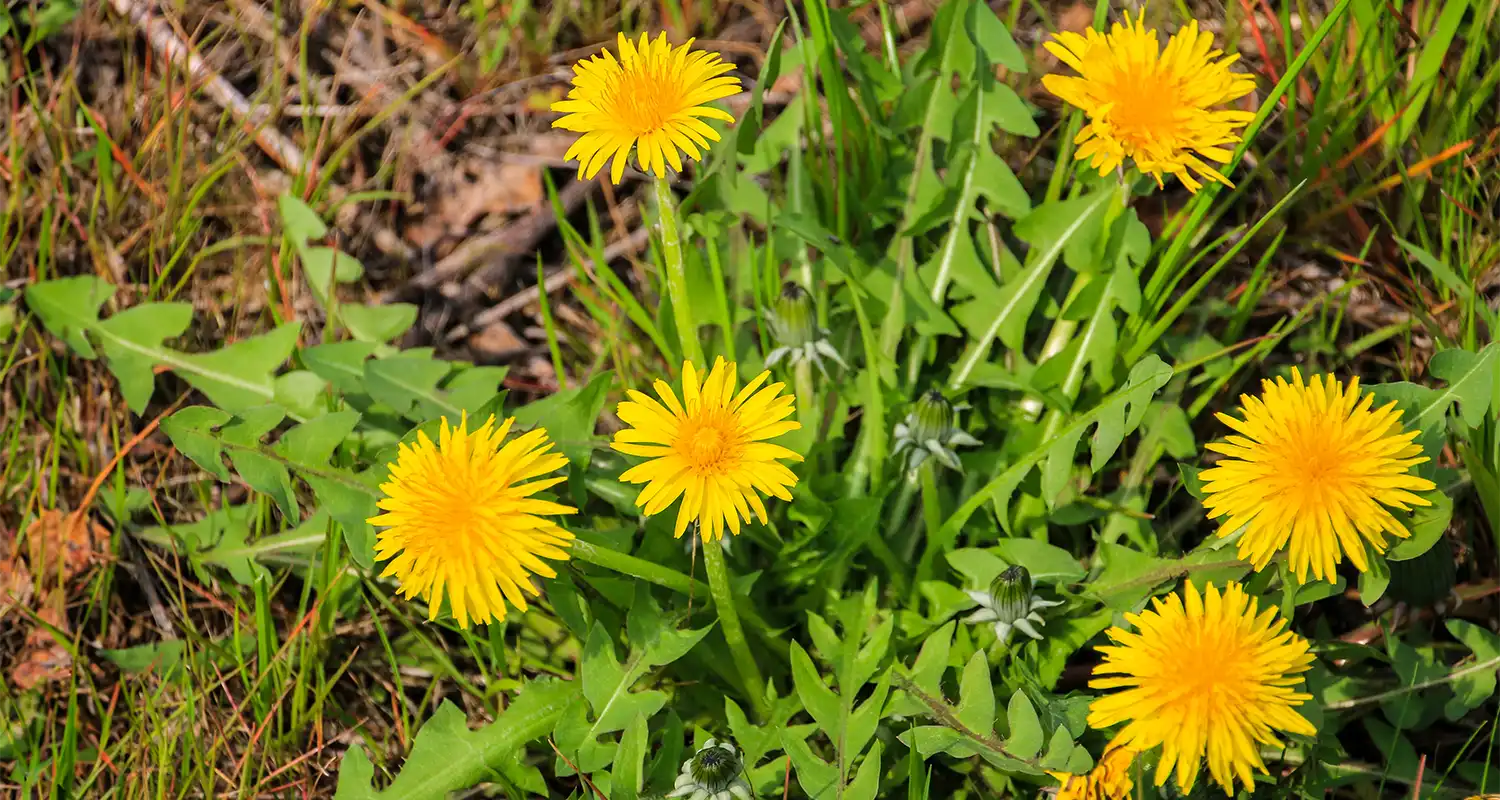 Weed Control