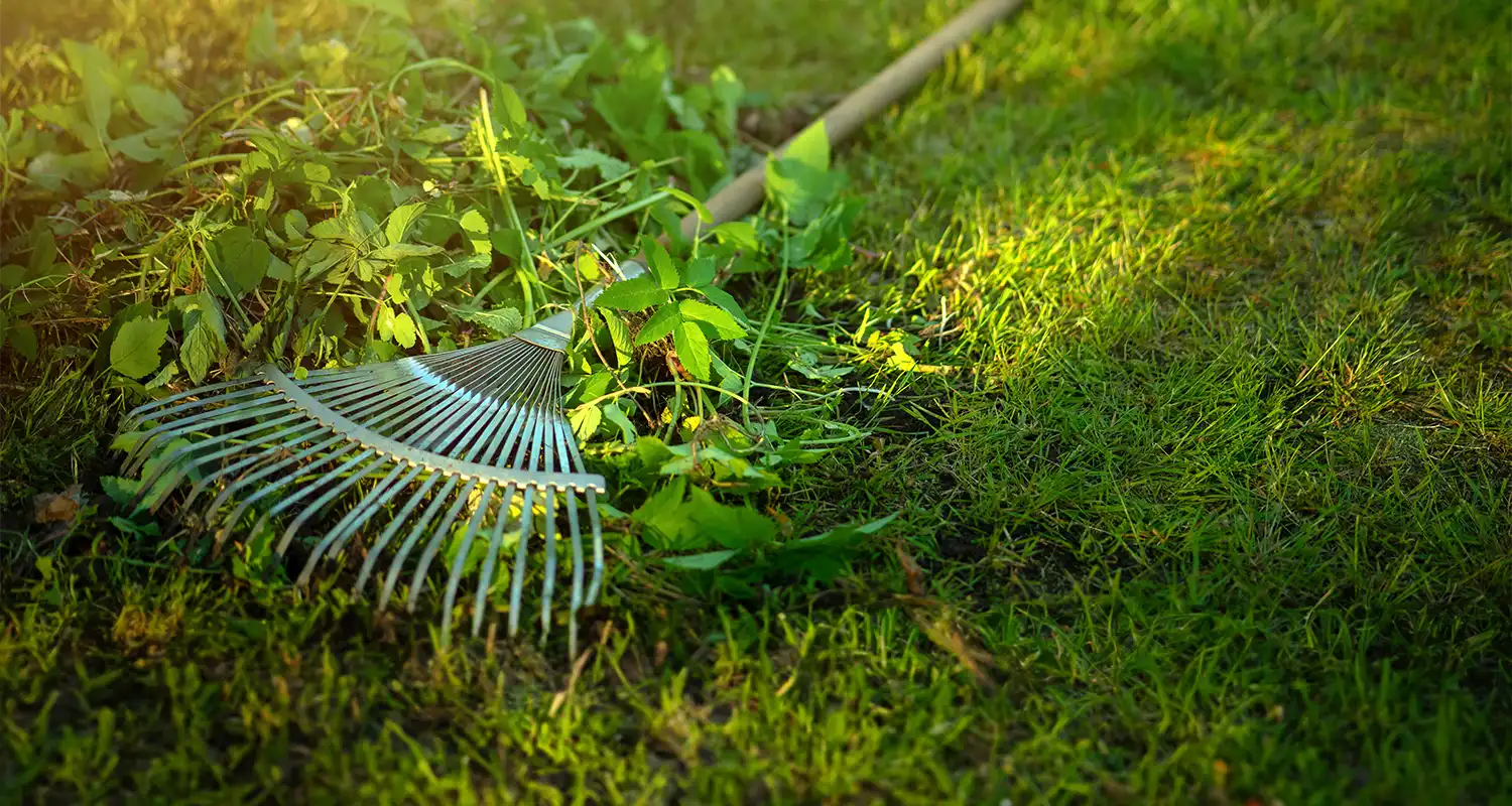 Yard Cleanup